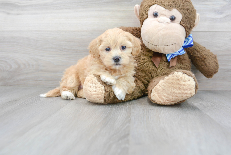 Energetic Havanese Purebred Puppy