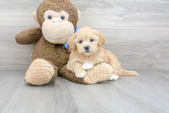 Havanese Pup Being Cute