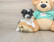 5 week old Havanese Puppy For Sale - Premier Pups