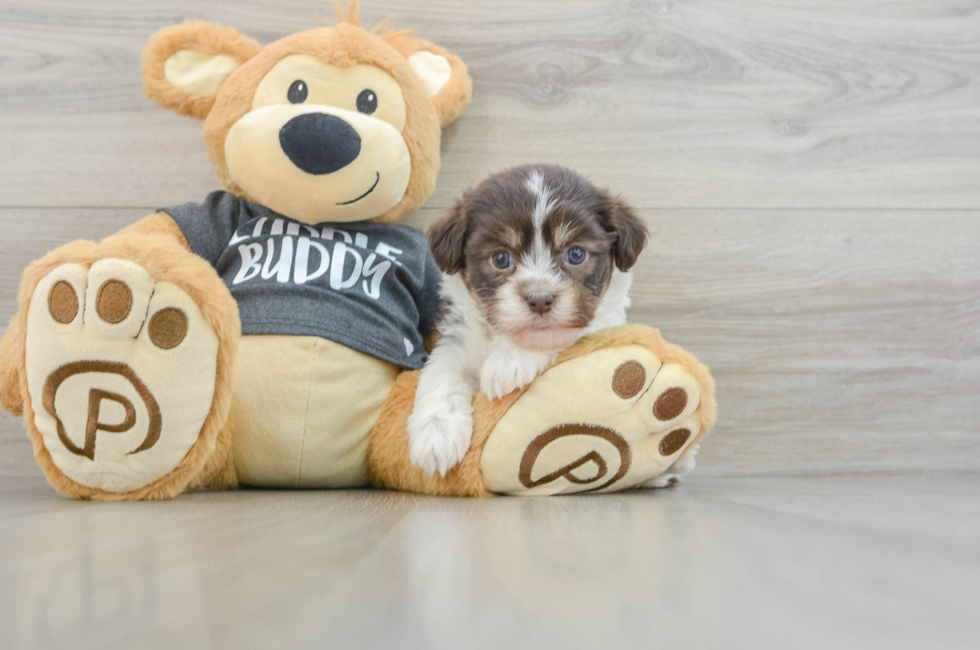 5 week old Havanese Puppy For Sale - Premier Pups