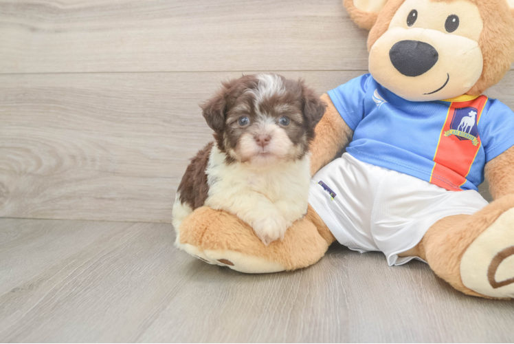 Petite Havaneser Purebred Puppy