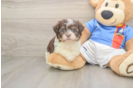 Petite Havaneser Purebred Puppy