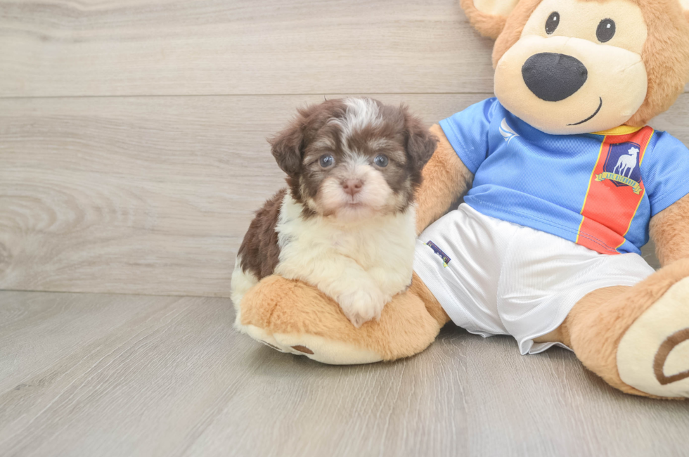 5 week old Havanese Puppy For Sale - Premier Pups