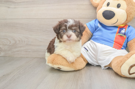 Petite Havaneser Purebred Puppy