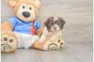 Fluffy Havanese Cuban Bichon Purebred Puppy