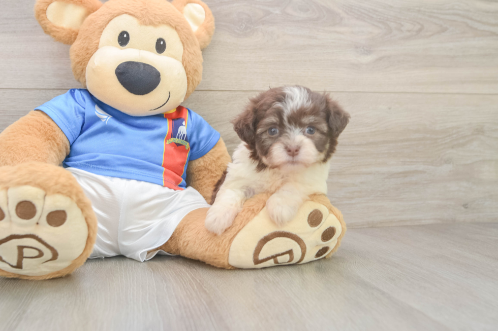 Fluffy Havanese Cuban Bichon Purebred Puppy