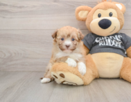 5 week old Havanese Puppy For Sale - Premier Pups