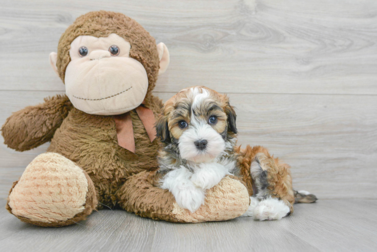Funny Havanese Purebred Pup