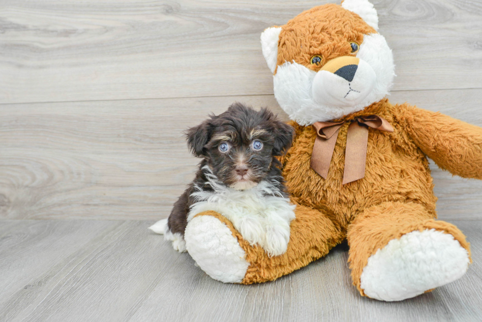 Havanese Puppy for Adoption