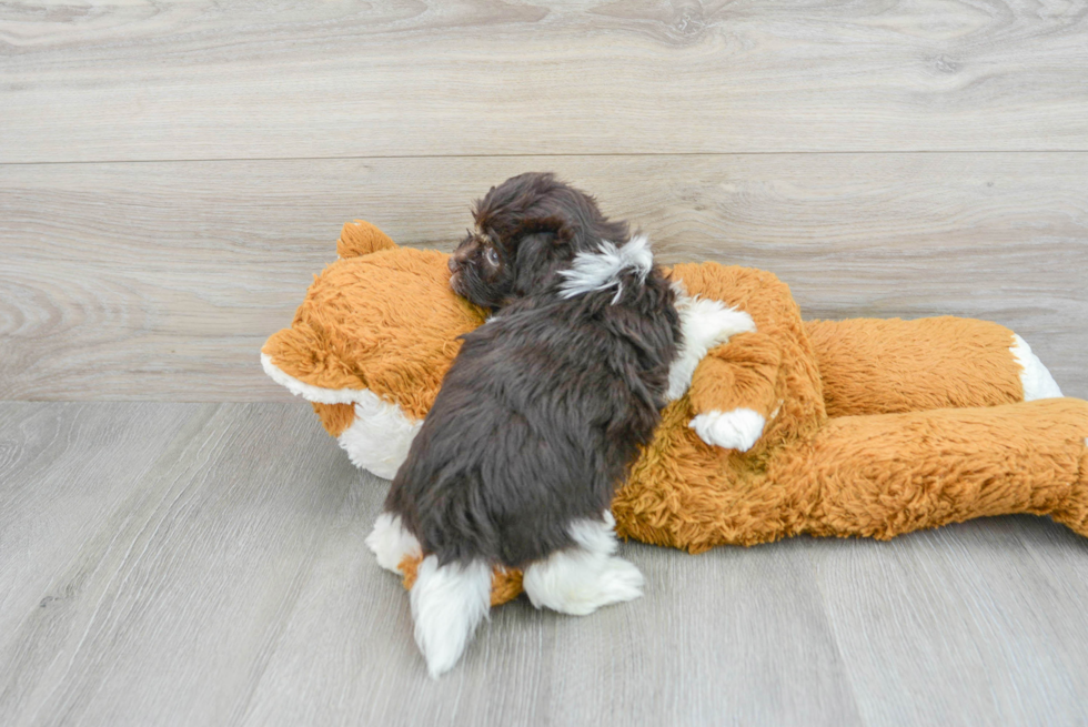 Havanese Puppy for Adoption