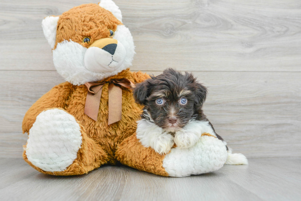 Happy Havanese Purebred Puppy