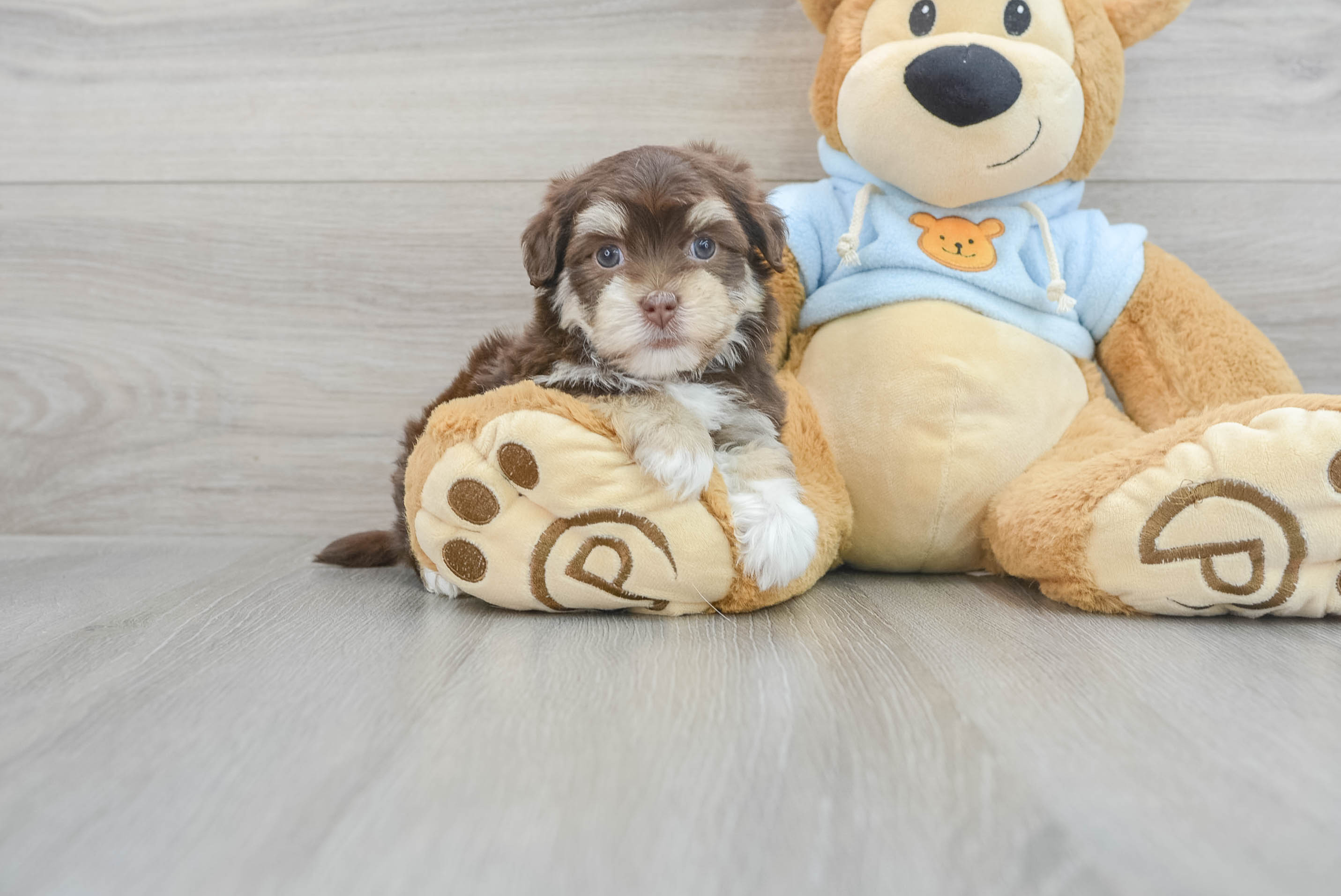 Hypoallergenic Havanese Baby
