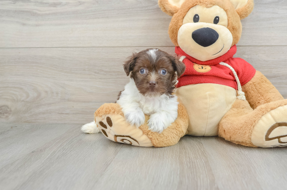 6 week old Havanese Puppy For Sale - Premier Pups