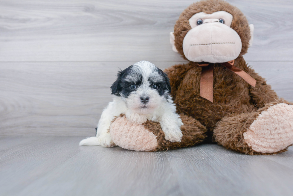 Havanese Puppy for Adoption