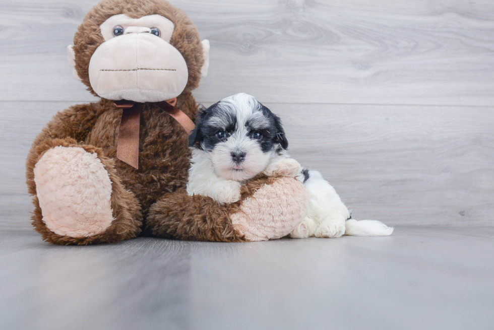 Havanese Puppy for Adoption