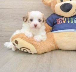 5 week old Havanese Puppy For Sale - Premier Pups