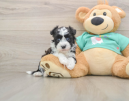 5 week old Havanese Puppy For Sale - Premier Pups