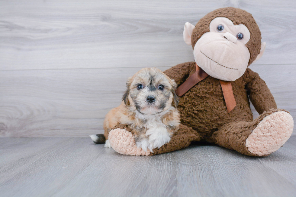 Energetic Havanese Purebred Puppy