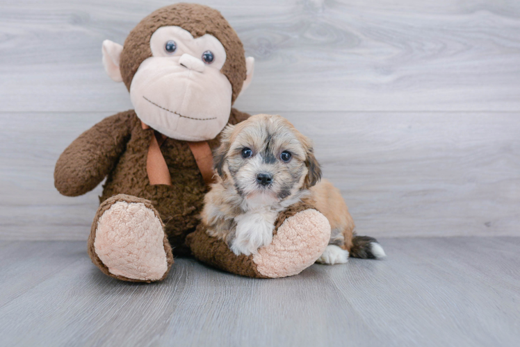 Smart Havanese Purebred Puppy