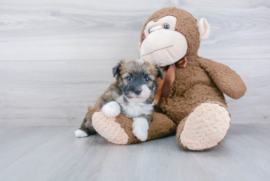 Havanese Pup Being Cute