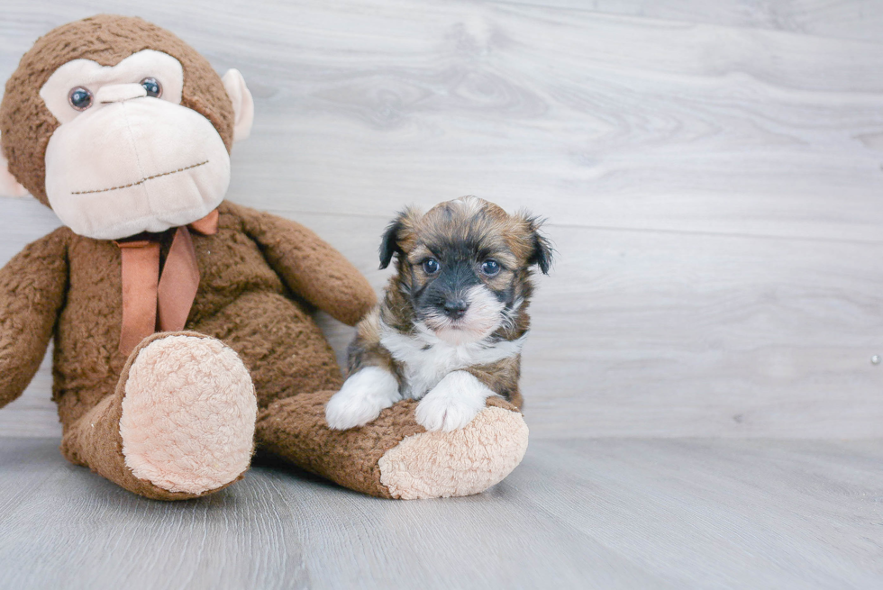 Havanese Pup Being Cute