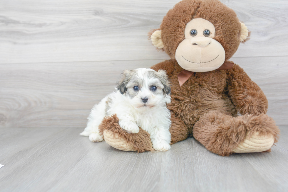 Funny Havanese Baby