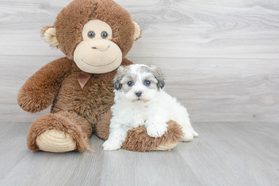 Hypoallergenic Havanese Baby