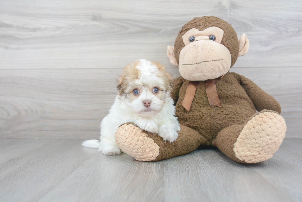 Small Havanese Purebred Pup