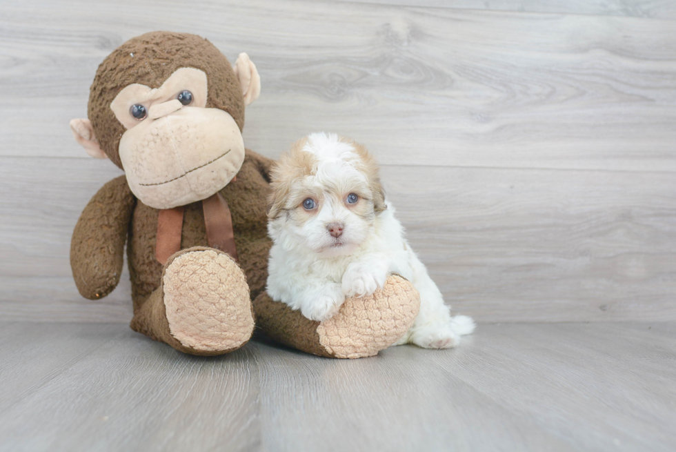 Havanese Pup Being Cute