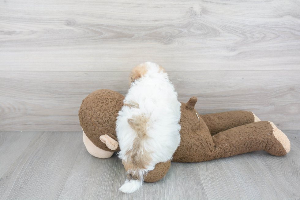 Fluffy Havanese Purebred Puppy