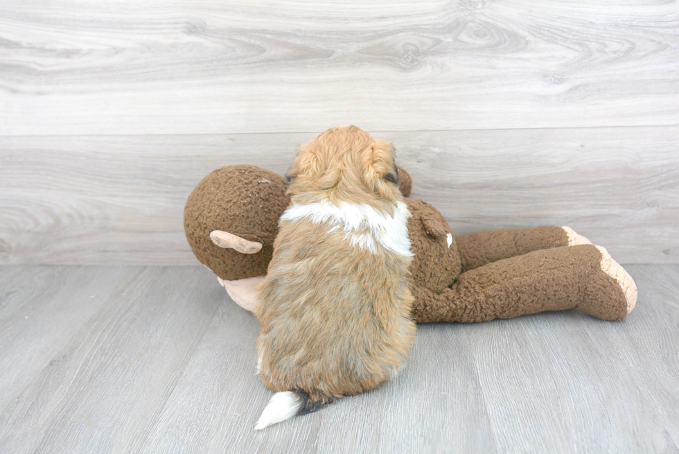 Adorable Havanese Purebred Puppy