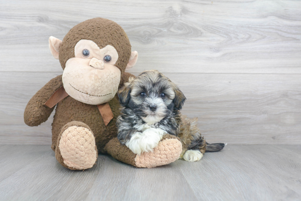 Havanese Pup Being Cute