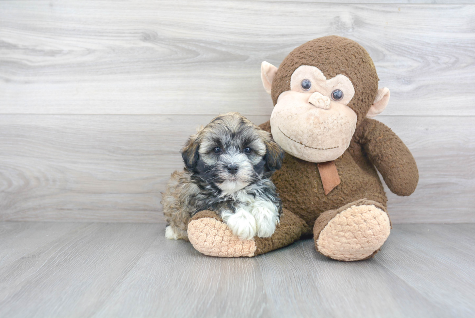 Best Havanese Baby