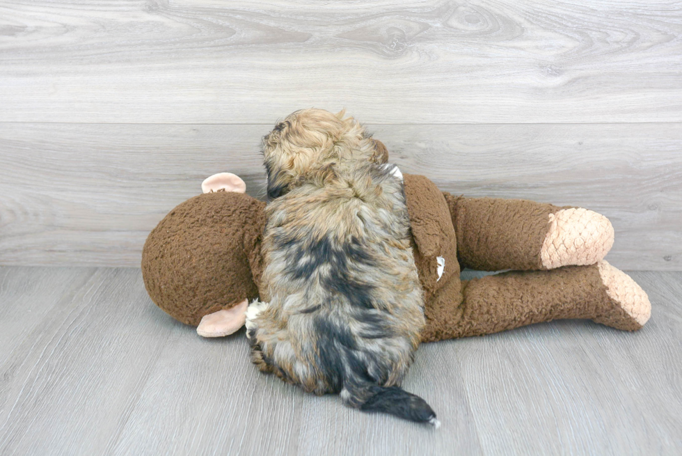 Playful Havanese Purebred Pup