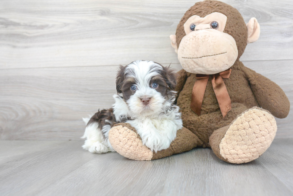 Adorable Havanese Purebred Puppy