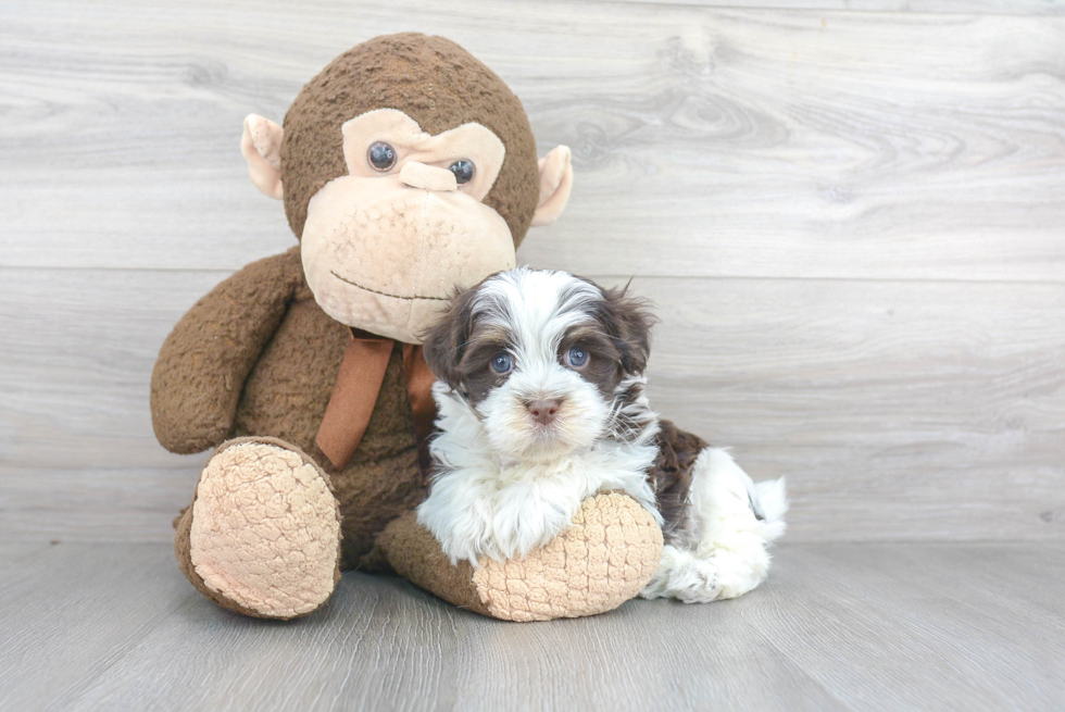 Havanese Puppy for Adoption