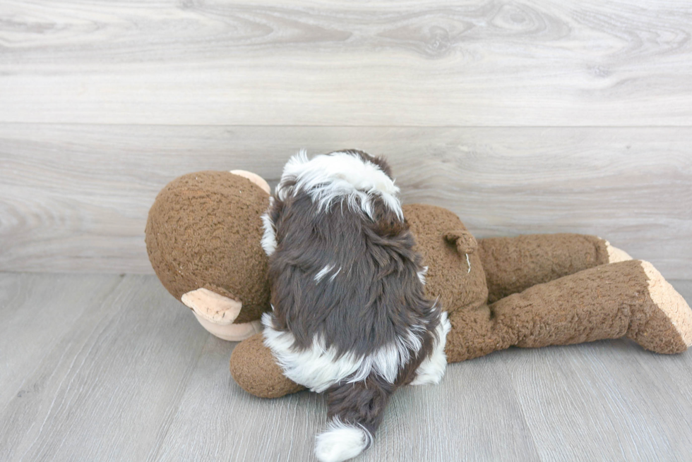 Akc Registered Havanese Purebred Pup