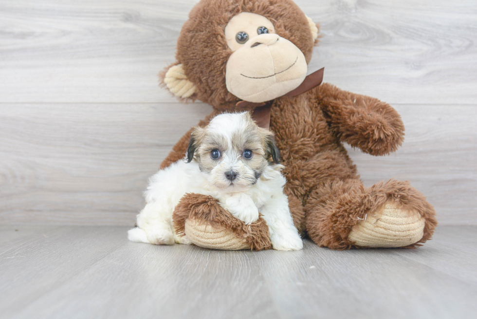 Petite Havanese Purebred Puppy