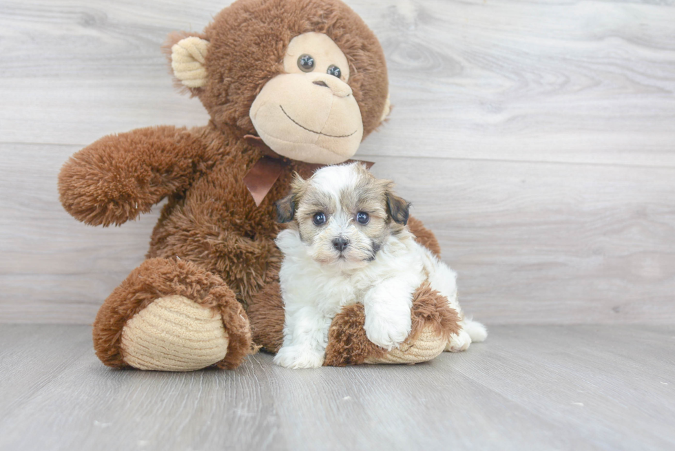 Havanese Puppy for Adoption