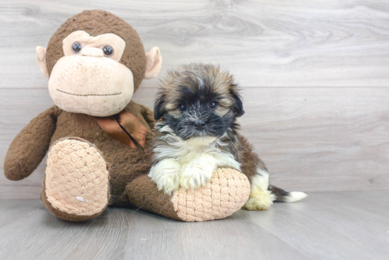 Popular Havanese Purebred Pup