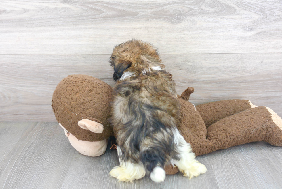 Sweet Havanese Purebred Puppy