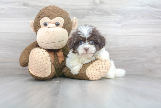 Energetic Havanese Purebred Puppy