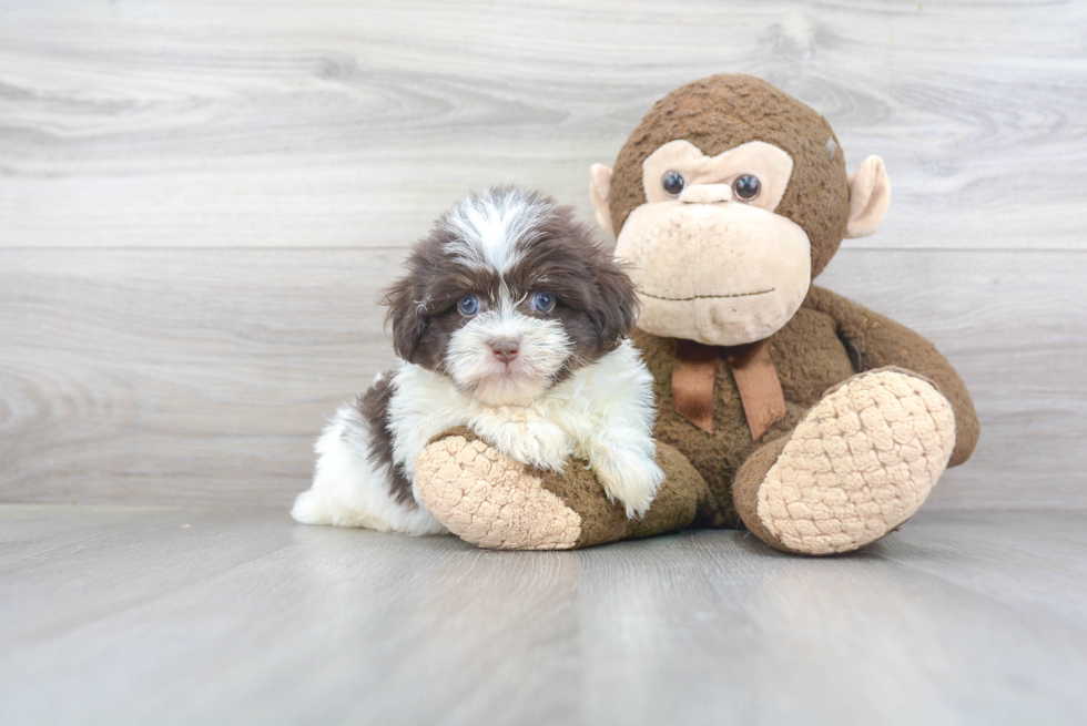 Havanese Pup Being Cute