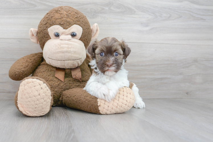 Cute Havanese Purebred Pup