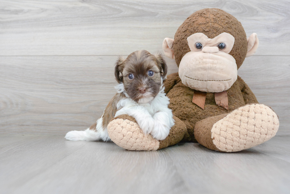 Cute Havanese Purebred Puppy
