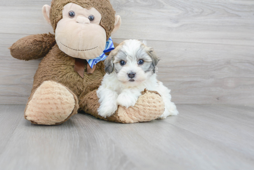 Akc Registered Havanese Baby