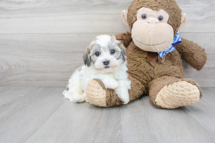 Havanese Pup Being Cute