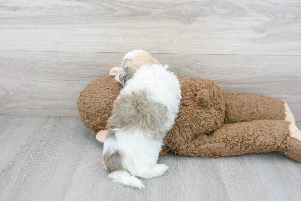 Havanese Pup Being Cute