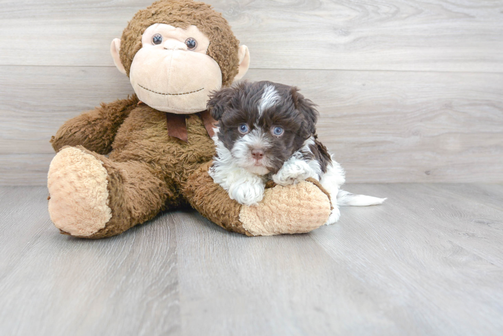 Best Havanese Baby