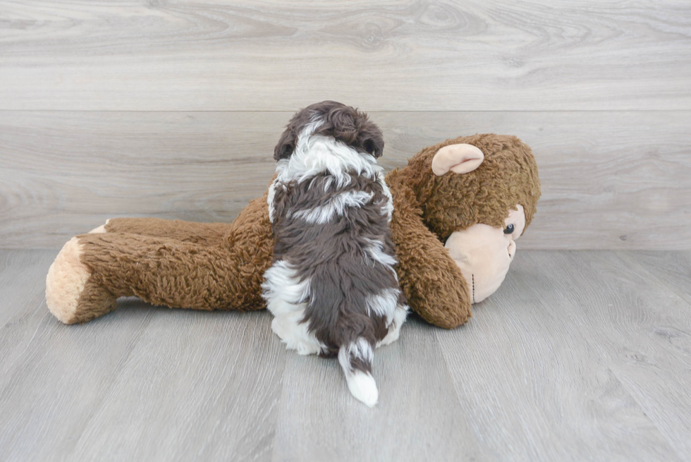Cute Havanese Purebred Puppy